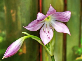 Ирина Александрова