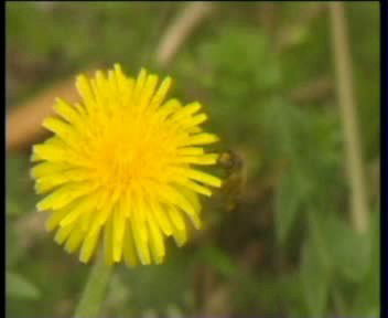 Икром Холов