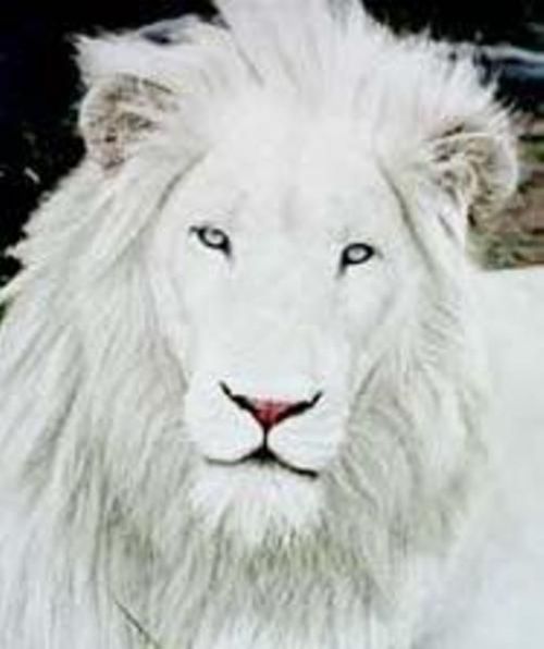 Серёга Навойцев