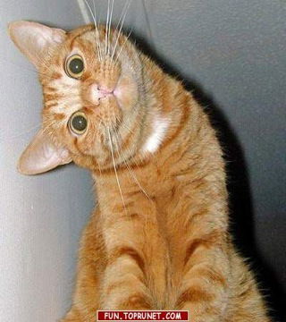 Ирина Побединская