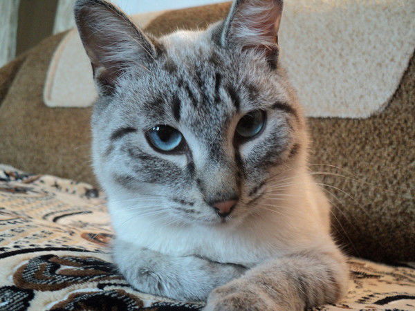 Олег Телешев