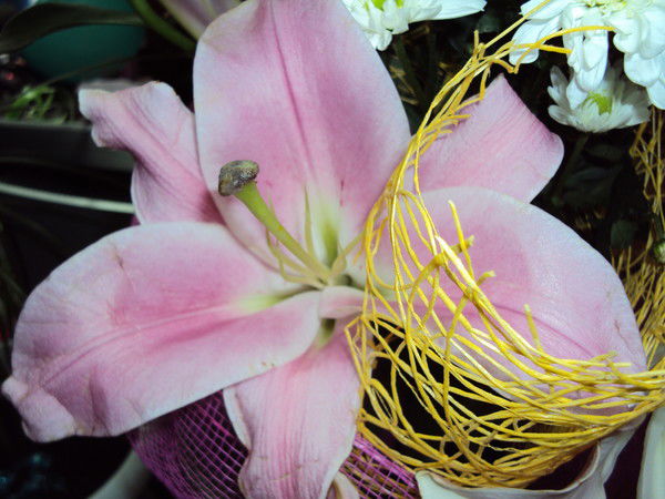 Татьяна Белогубец