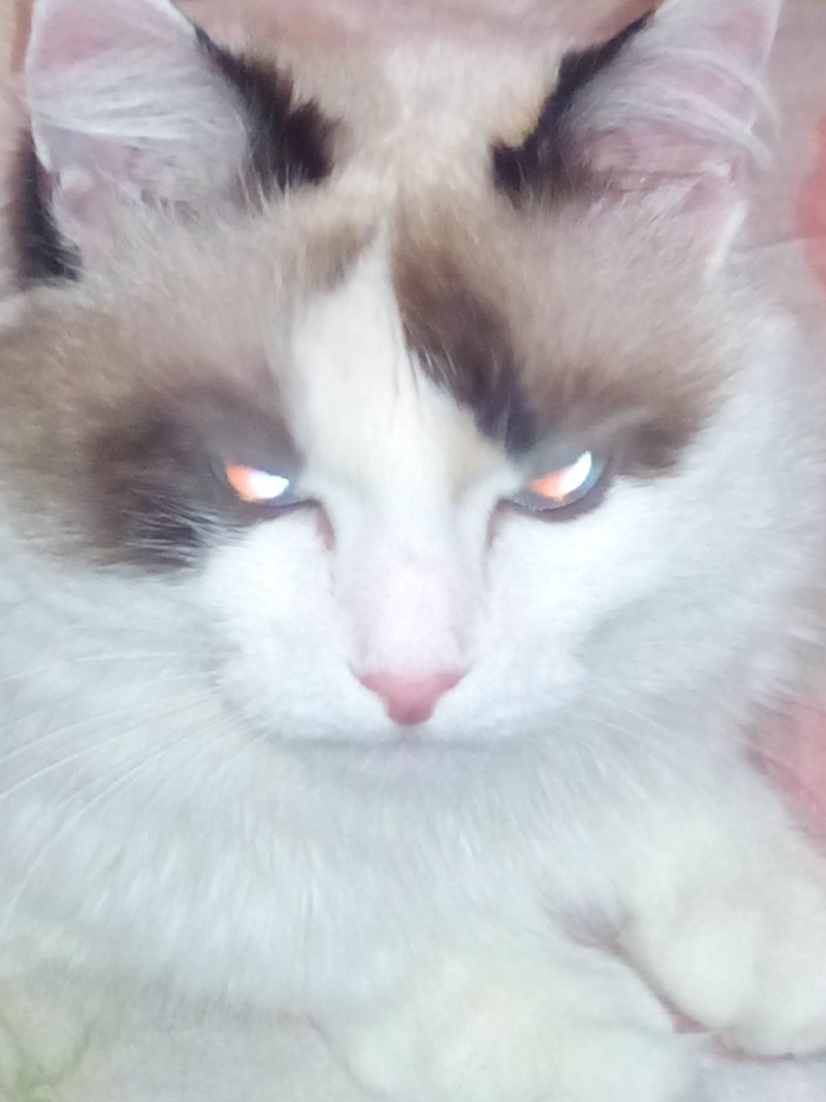 Олег Папулов