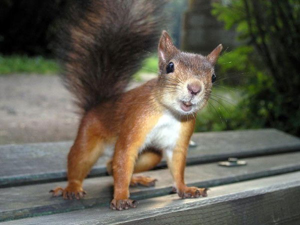 Людмила Комиссарова