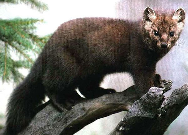 Надежда Мухина