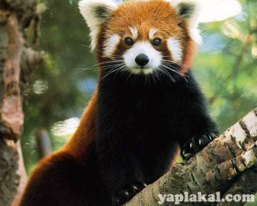 Ирина Паринова