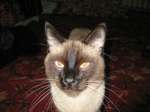 Александр Пеганов