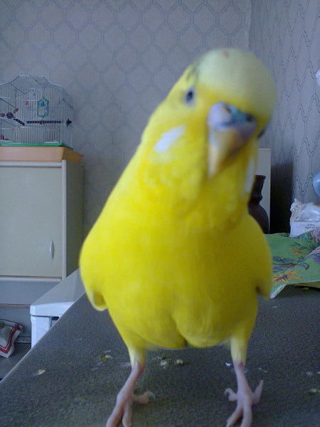 Сергей Дикий