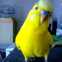 Сергей Дикий