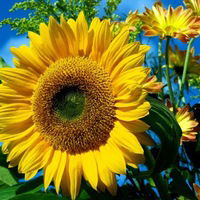 Ханифа Муслима