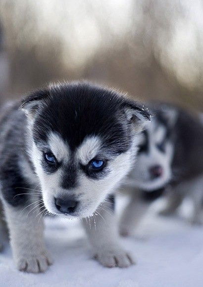 Елена (Алена) Мордвинцева