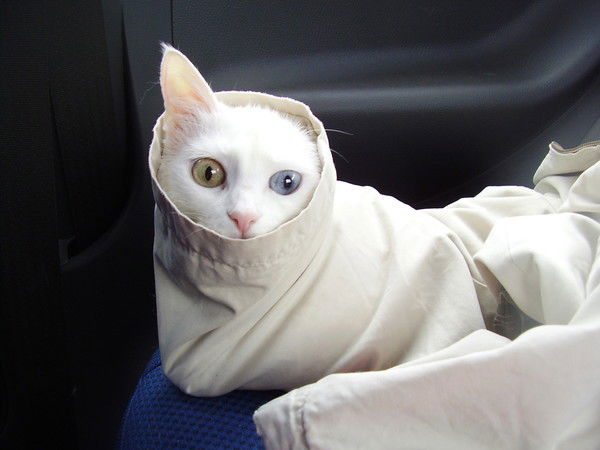 Юлия Жемерева