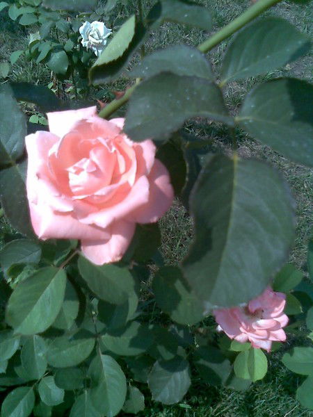 Наталья Проскурина