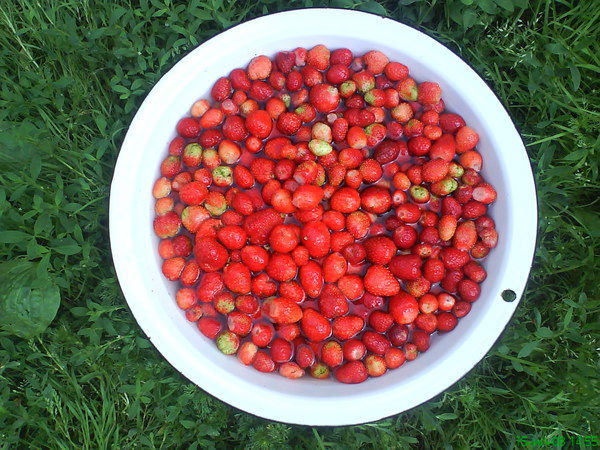 Алексей Афанасьев