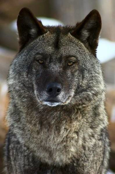 Марс Леонович