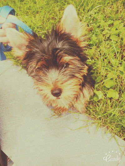 Татьяна Левенсон