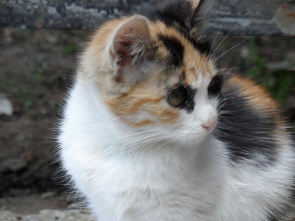 Мария Евдокимова