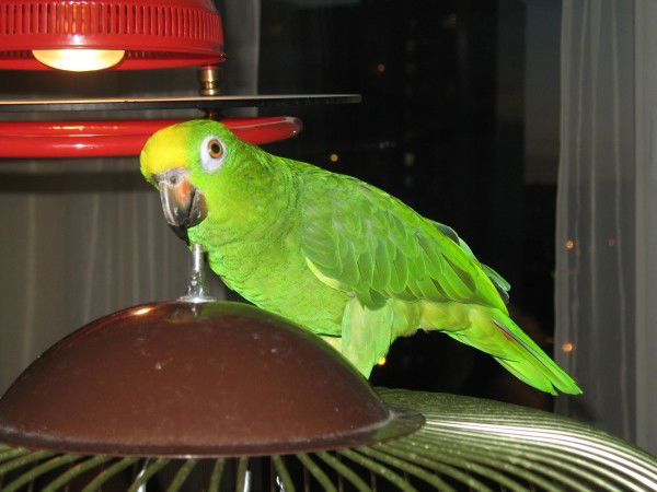 Костя Соломахин