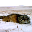 Александр Баскаков