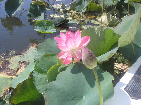 Анастасия Хомчук