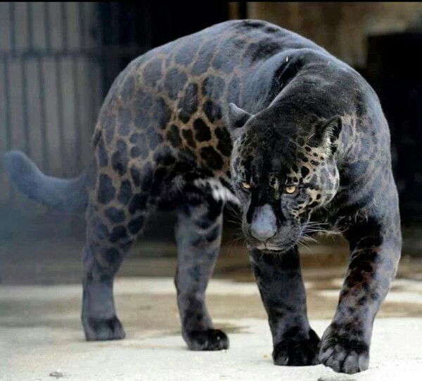 Святослав Светашов