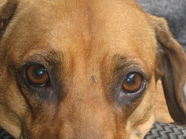 Александр Швецов