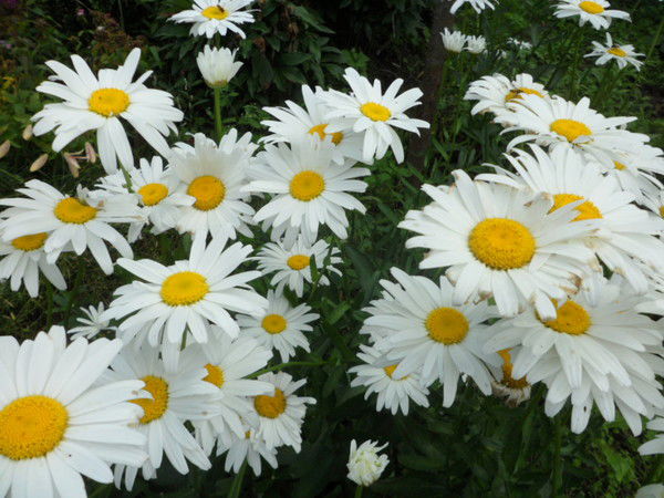 Галина Леванович