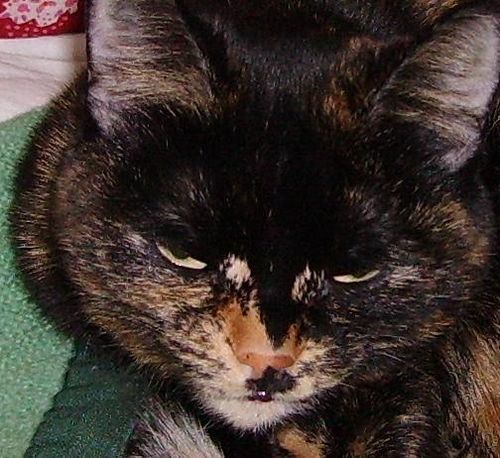 Дмитрий Фиалков