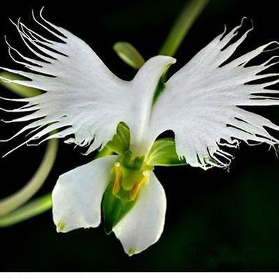 Елена Артюхова