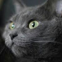 Олег Прияцелюк