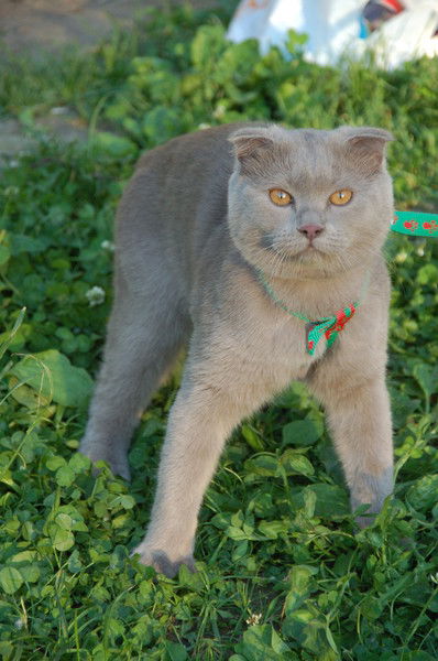 Александр Кузнев