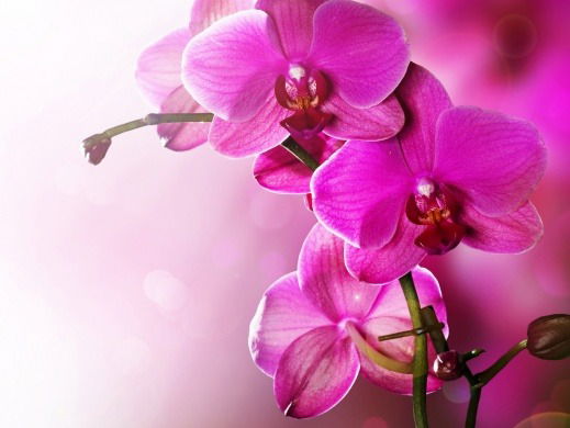 Наталья Тодор