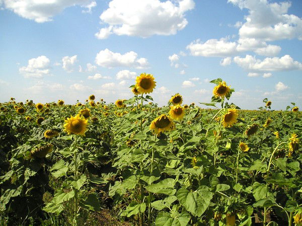 Упрсельхоззко Г.уральск