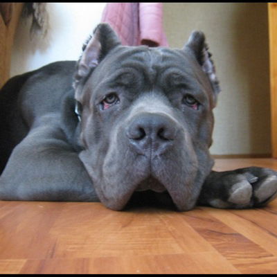 Максим Гурылёв