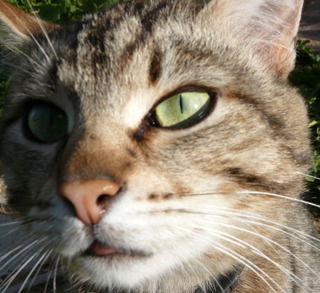 Любопытная Особь