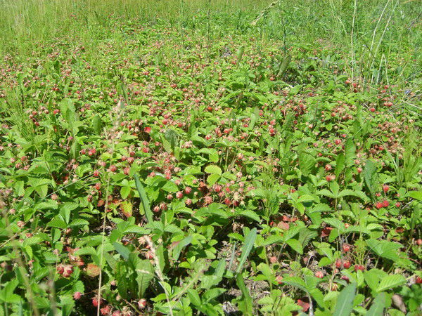 Пётр Муравьёв