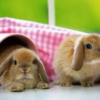 Алиса Назарова