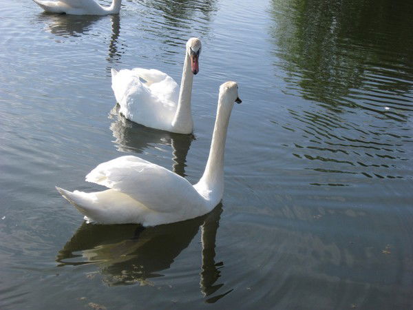 Людмила Боронова