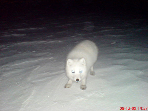 Илона Панькулич