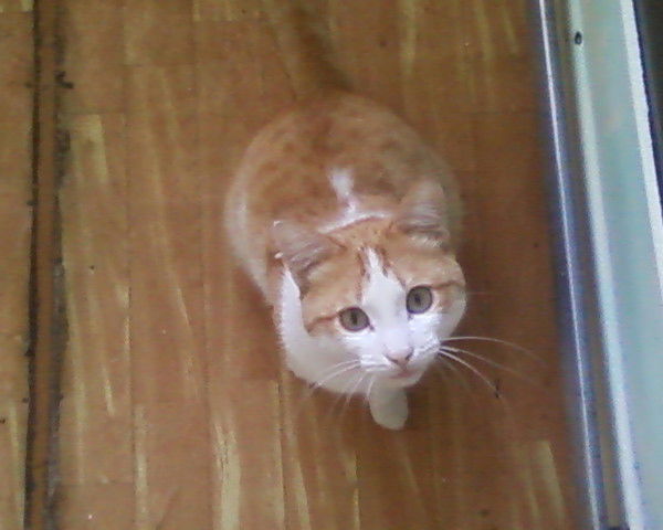 Дмитрий Объезчик