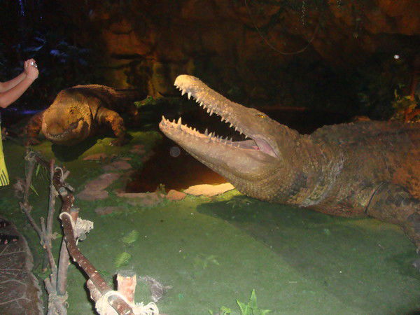 Карлыгаш Манабаева