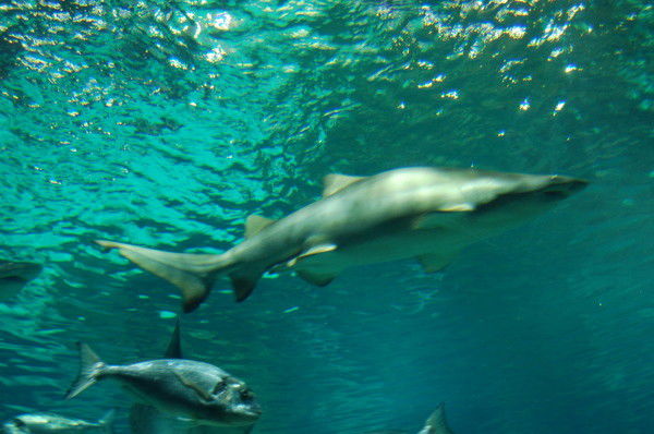 Ровшан Исламов