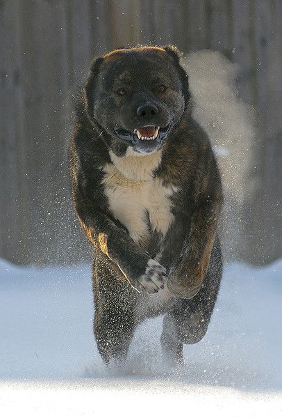 Бельков Денис