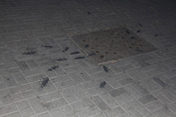 Игорь Варников