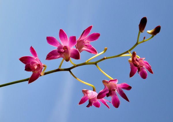 Лариса Пастухова