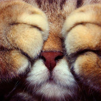 Дмитрий Щебет