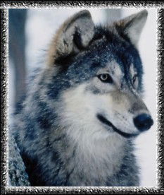 Евгений Коваленко