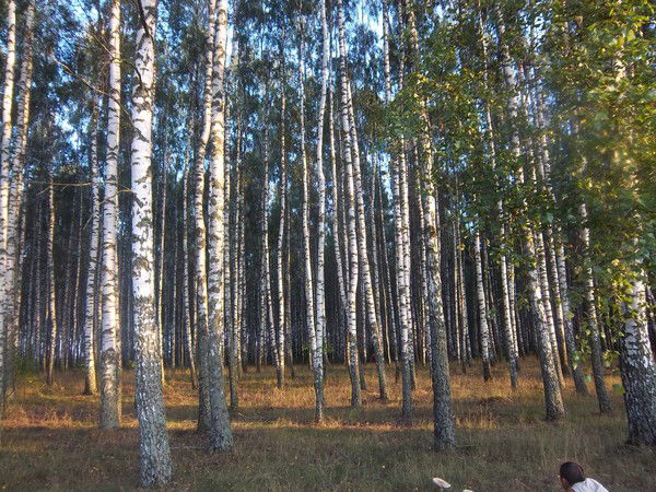 Александр Пронин