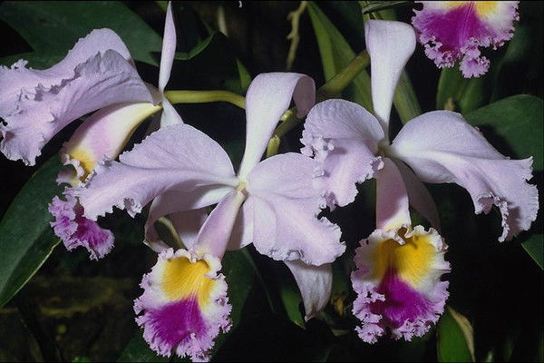 Гулмира Урисбаева