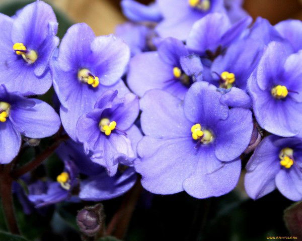 Миляуша Галиева